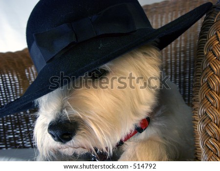 Dog with hat on