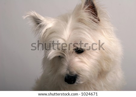 Studio portrait of a White West Highland Terrier