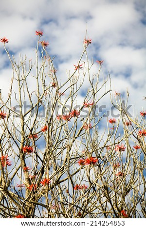 Museo Dolores Olmedo tree branches with red flowers and sky with
