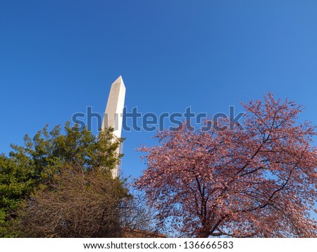 Washington Monument with Cherry Blossoms, Washington DC