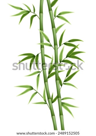 Green bamboo background. Bamboo stems, branches and leaves