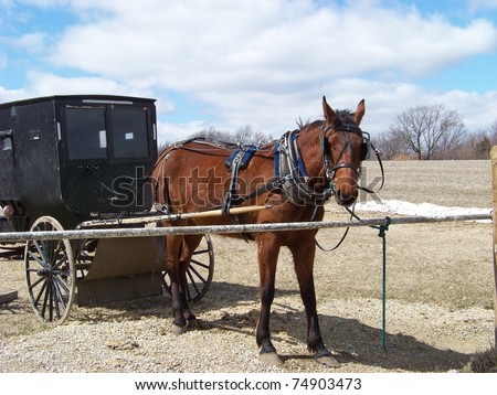 Amish Horse And Carriage Stock Photo 74903473 : Shutterstock