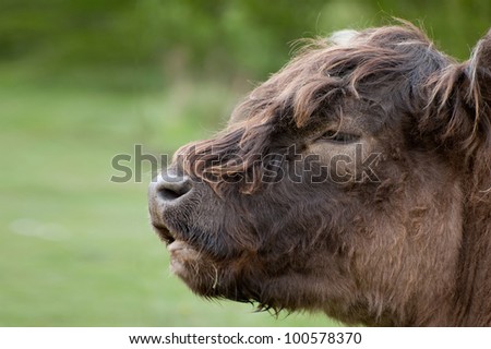 Close up of Highland cattle cow breed in landscape