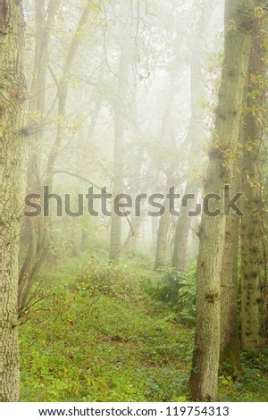 Beautiful image of Autumn Fall colors in nature of flora an foggy forest foliage