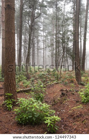 Landscape of forest with dense fog in Autumn Fall