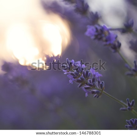 Beautiful differential focus technique giving shallow depth of field blurred bokeh sun effect in lavender landscape