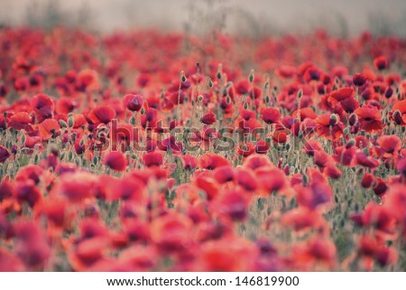 Beautiful Summer sunrise countryside field of poppies landscape with differential focus and shallow depth of field