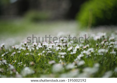Macro image of wild daisy flowers in wildflower meadow landscape