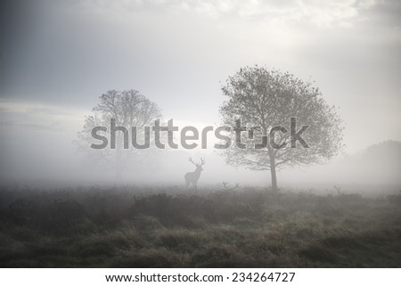 Red deer stag in foggy Autumn landscape