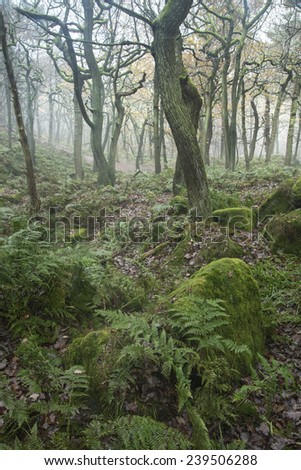 Autumn landscape of trees in forest in dense fog
