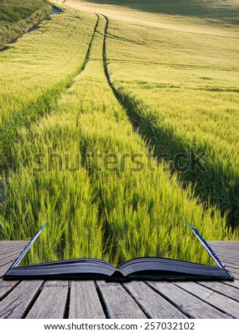 Beautiful landscape wheat field in Summer sunlight evening conceptual book image