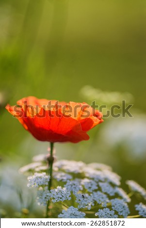 Beautiful Remembrance Day poppy image
