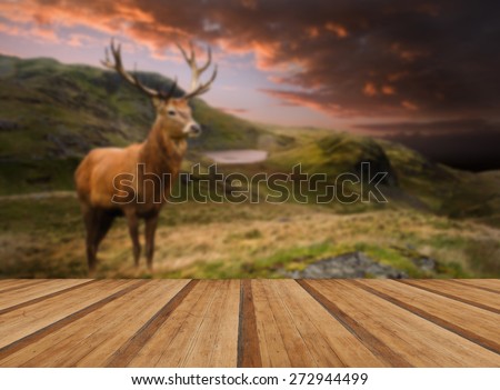 Dramatic sunset mountain landscape and red deer stag with wooden planks floor
