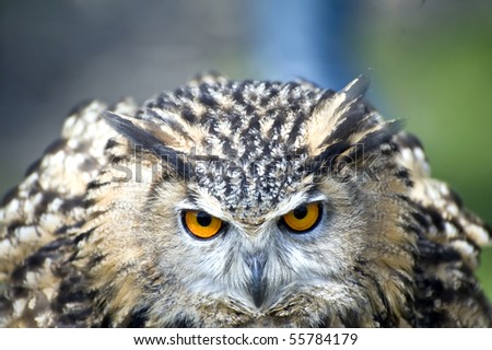 Full frontal of eagle owl with bright orannge eyes