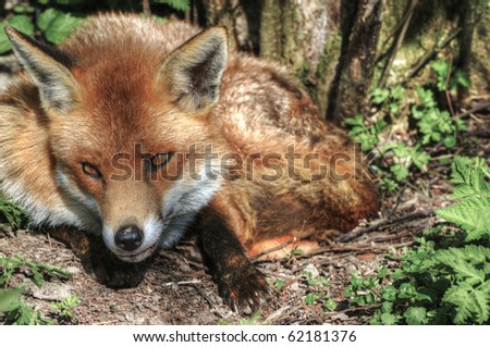 Superb close up of red fox in natural habitat and environment
