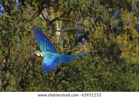 Beautiful image of green winged macaw in full flight with open wings against blurred green tree background