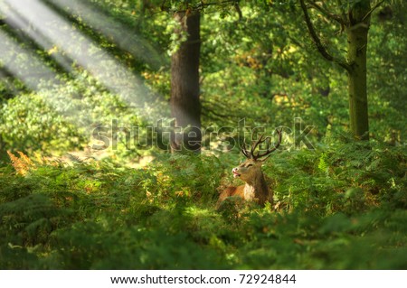 Red deer during rutting season in Autumn Fall, scene in fields and forests