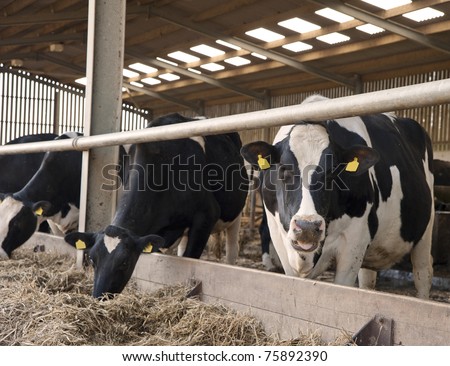 Cows waiting to be milked in milking shed on farm