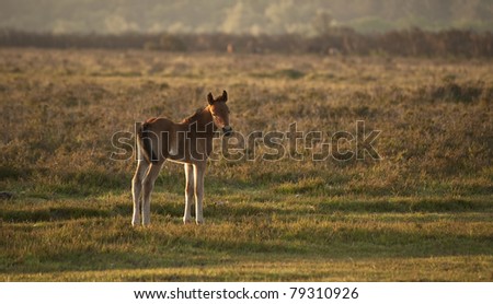 New Forest pony foal bathed in early morning sunlight in landscape