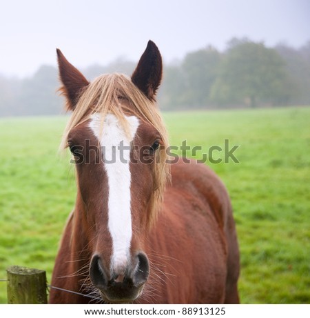 Image close up portrait of horse in foggy Autumn field