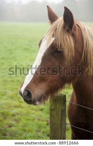 Image close up portrait of horse in foggy Autumn field
