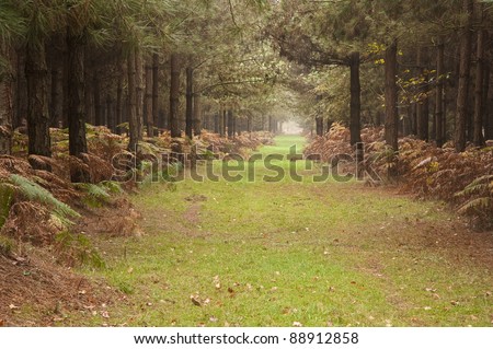 Long path avenue through pinetum in Autumn Fall