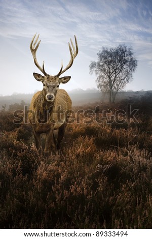 Beautiful forest landscape of foggy misty forest in Autumn Fall with beautiful red deer stag