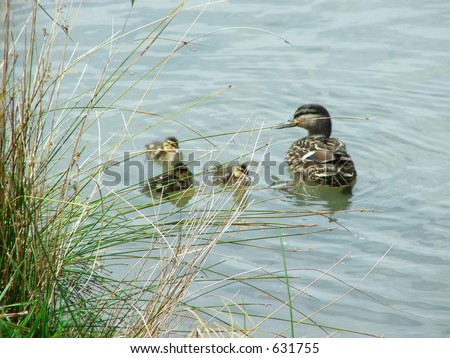Mom and Kids ( Mallard ducks)