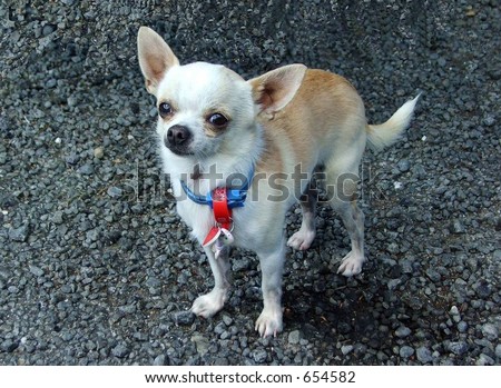 A little Mexican amigo- Chihuahua