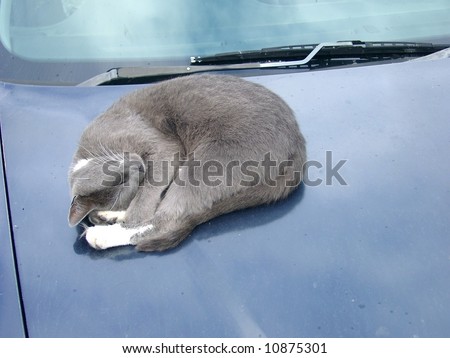 Cat asleep on car hood with rain spots