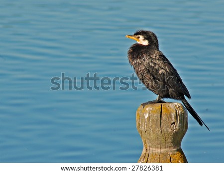 stock-photo--shag-phalacrocorax-varius-varius-on-wooden-bollard-27826381.jpg