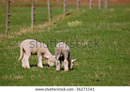 a pair of young lambs nibbling grass