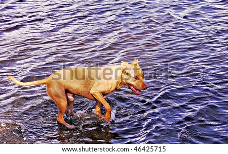 American pit bull terrier testing the waters