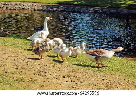 proud parents-a grey lag goose family