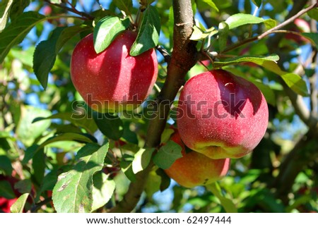 Reception of a good harvest of apples in Belarus