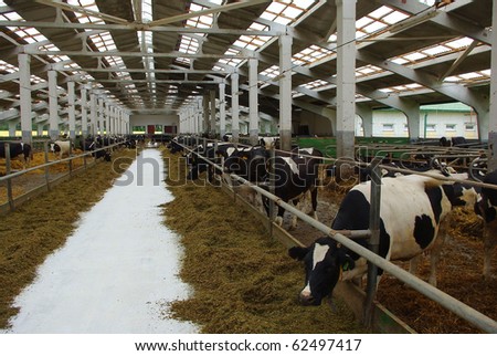 Feeding of cows on a farm in Belarus