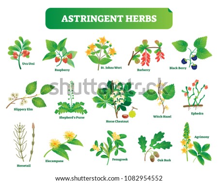 Astringent herbs vector illustration collection. Natural homeopathy wild plants botanic set. Health and nature.