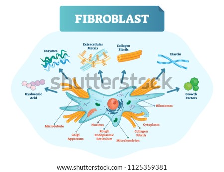 Complete Neuron Cell Diagram En Clip Art - Golgi Apparatus Clipart ...