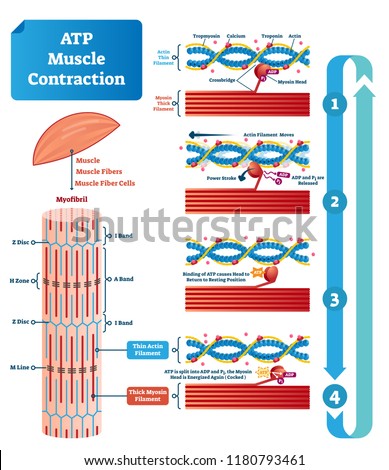 ATP muscle contraction cycle vector illustration labeled scheme. Educational diagram with muscle, fibers and cells. Structure of myofibril with thin and thick filament.