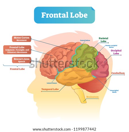 Frontal lobe vector illustration. Labeled diagram with brain part structure. Scheme with motor cortex, Brocas area, parietal, occipital lobe and cerebellum locations. ストックフォト © 