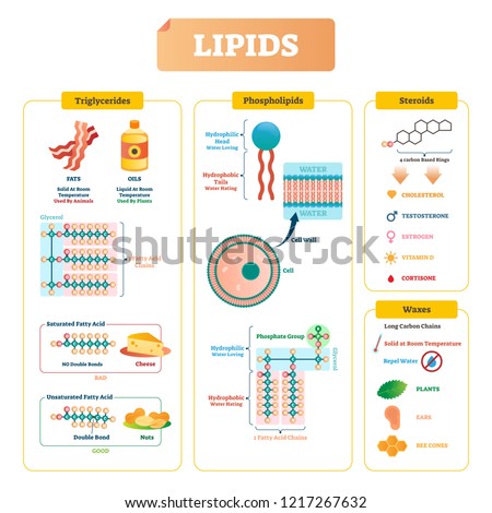 Lipids vector illustration infographic. Triglycerides, waxes, phospholipids, and steroids diagram. Labeled structure with fatty chains, saturated bad acid example with cheese and unsaturated with nuts