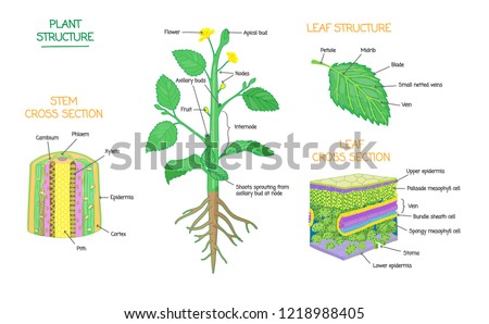 Similar – Image, Stock Photo Structure of a leaf 2