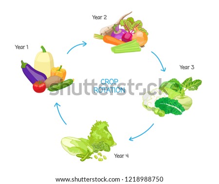 Crop rotation agricultural practice, farming seasonal cycle, soil nutritional energy renewal system, vector illustration diagram with drawn vegetables.