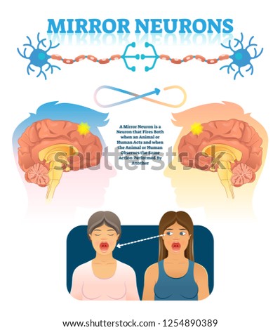Mirror neurons vector illustration. Medical brain action explanation scheme. Educational diagram with human brain side view and empathy emotion location in head. Anatomical psychology mind phenomena.