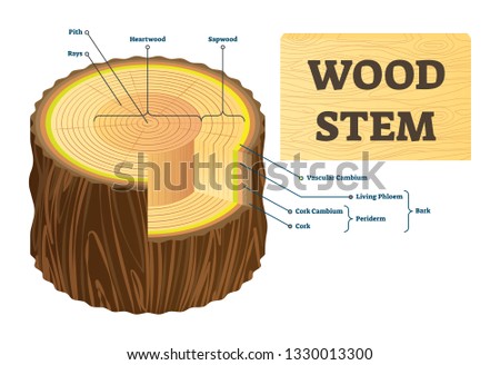 Wood stem vector illustration. Educational labeled tree rings structure. Cut cross section with rays, pith, heartwood, sapwood. Biological vascular cambium, cork, bark and living phloem examples.