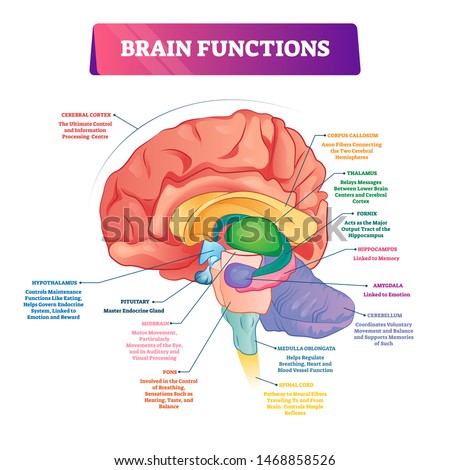 Brain functions vector illustration. Labeled explanation head organ