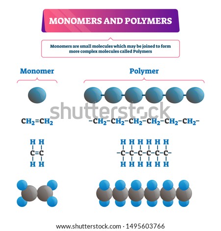 Monomers and polymers vector illustration. Labeled chemical educational scheme with both examples. Complex molecules structure formula and organic synthesis. Microscopic atom bonding closeup diagram.