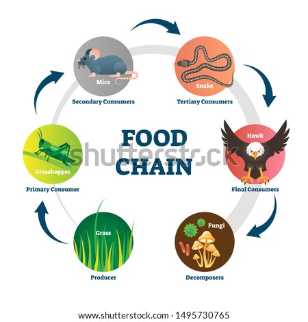 Food chain vector illustration. Labeled nature eating model circle scheme. Educational diagram with decomposers, producer, primary, secondary, tertiary and final consumers. Wildlife nutrition network.