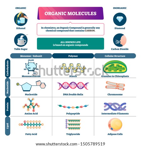 Organic molecules vector illustration. Labeled chemical educational scheme. Diagram description with monomer, polymer and cellular structure vs carbohydrate, nucleotide, protein and lipid infographic.