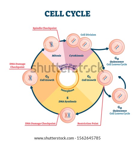 Cell cycle vector illustration. Educational microbiological phases scheme. Scientific section division with quiescence, growth, restriction, DNA synthesis, damage or spindle checkpoint diagram parts.